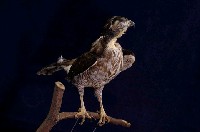 鳳頭蒼鷹藏品圖，第5張
